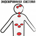 Эндокринные