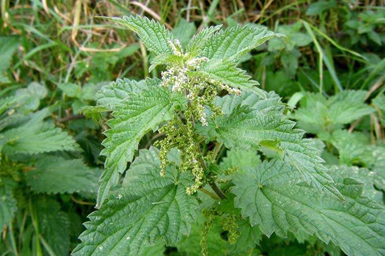 dioica-big.jpg